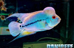 Flower Horn Experience al PetsFestival 2024