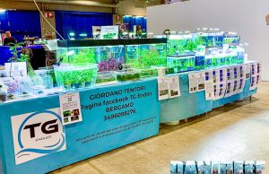 TG Endler: Allevamento amatoriale di Guppy Endler al PetsFestival