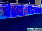 Xiphophorus Alpha Red di Konrad Wasik al Petsfestival 2024