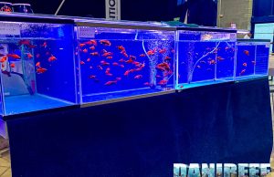 Xiphophorus Alpha Red di Konrad Wasik al Petsfestival 2024