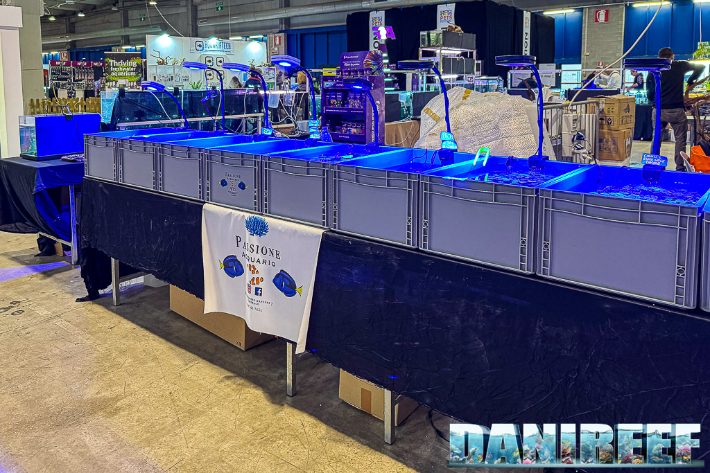 Incontra Alessandro di Passione Acquario al PetsFestival 2024 e scopri tutti i suoi incredibili coralli. Ti lascerà a bocca aperta!