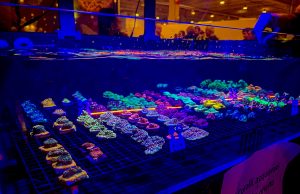 Tutti i coralli di Recifathome al Petsfestival 2024 in foto e video