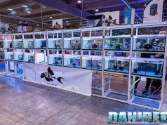 PetsFestival 2024: scopri VL Welse e i suoi straordinari Loricaridi e Ciclidi