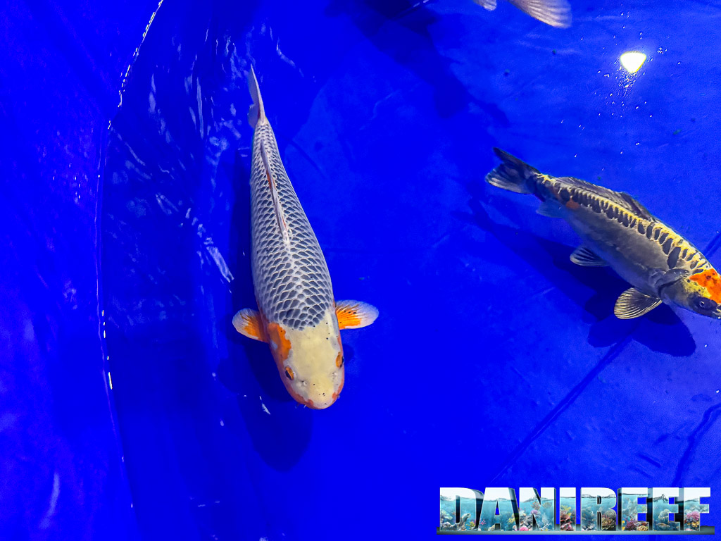 Italian Koi Association