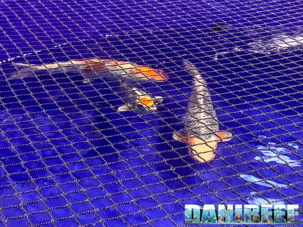 Italian Koi Association