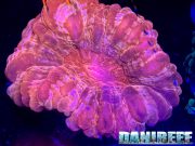 I coralli de La finestra sul mare con intervista a Matheus al Pets24