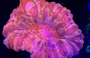 I coralli de La finestra sul mare con intervista a Matheus al Pets24