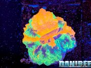 Tutti gli spettacolari coralli di Passione Acquario con intervista al Pets24