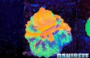 Tutti gli spettacolari coralli di Passione Acquario con intervista al Pets24