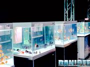 Goldfish Experience: Un Tuffo nel Mondo degli Oranda