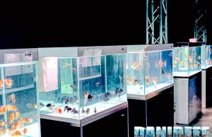 Goldfish Experience: Un Tuffo nel Mondo degli Oranda