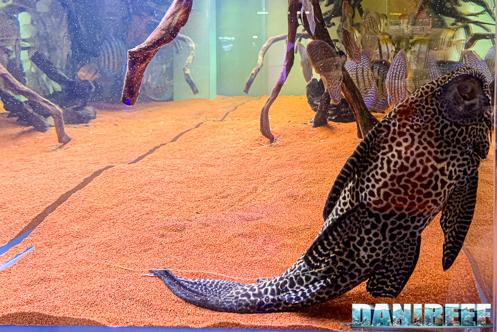 Loricaride su legno, attività di raspatura