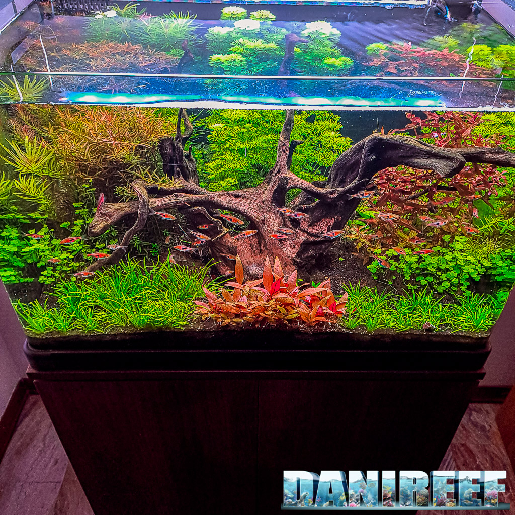 Acquario del nostro Lorenzo Spina "Big Tree in the Jungle" pubblicato su Tropica Aquarium Plants