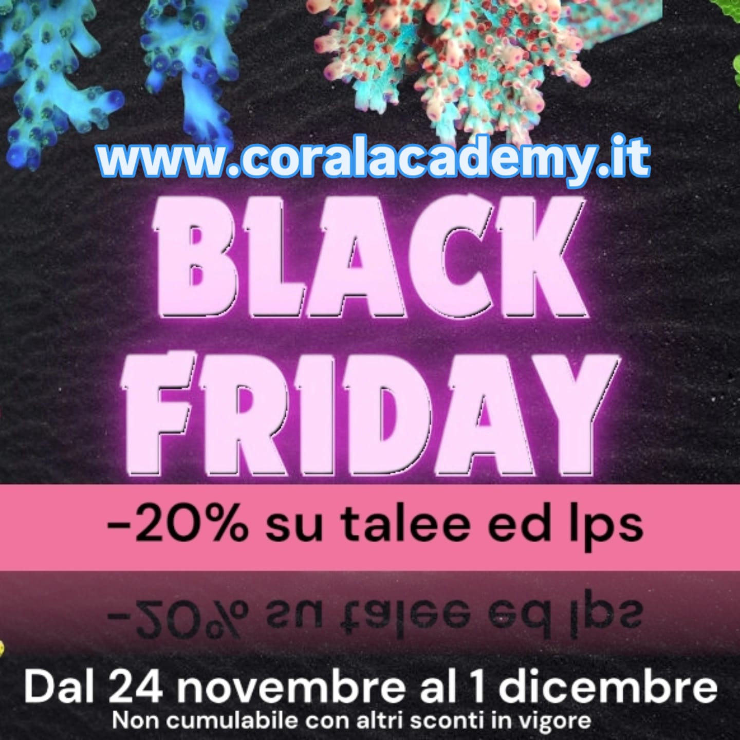 Offerte Black Friday Coral Academy 2024