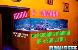 4500 liters of marine aquarium at home? Tamara and Guido