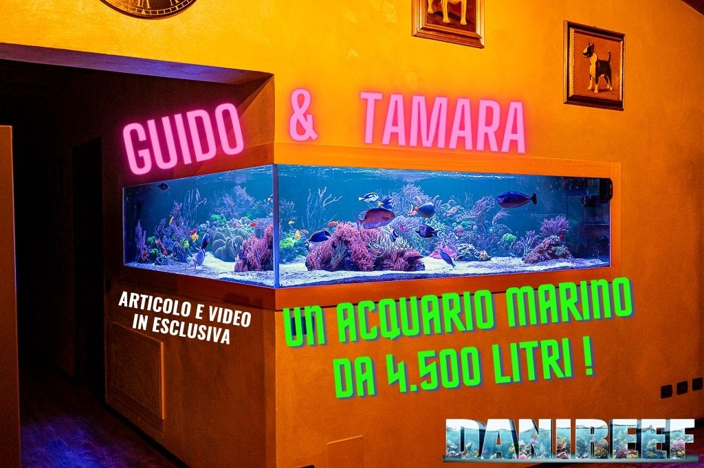 9. Un acquario marino da 4500 litri in casa? Quello di Tamara e Guido