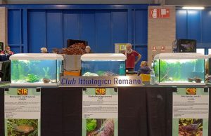 Club Ittiologico Romano “Giancarlo Iocca”- CIR: ritorno al passato