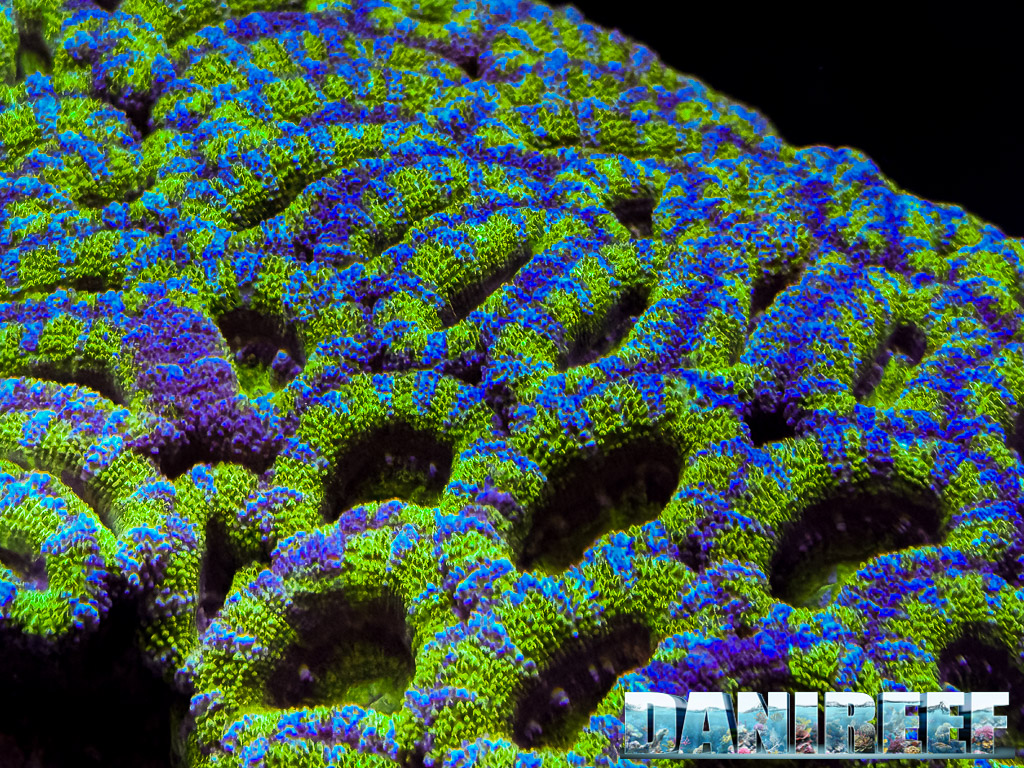 acanthastrea