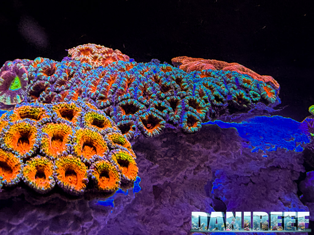 Acanthastrea