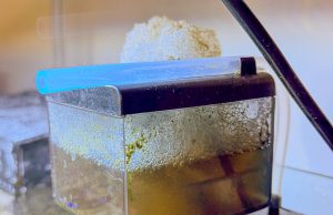 Review of the Sicce Shark Skimmer: nothing less than Spectacular