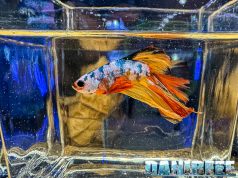 Betta stratosferici e intervista a Matteo Masucci di Betta Splendens Italia