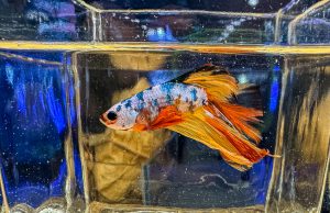 Betta stratosferici e intervista a Matteo Masucci di Betta Splendens Italia