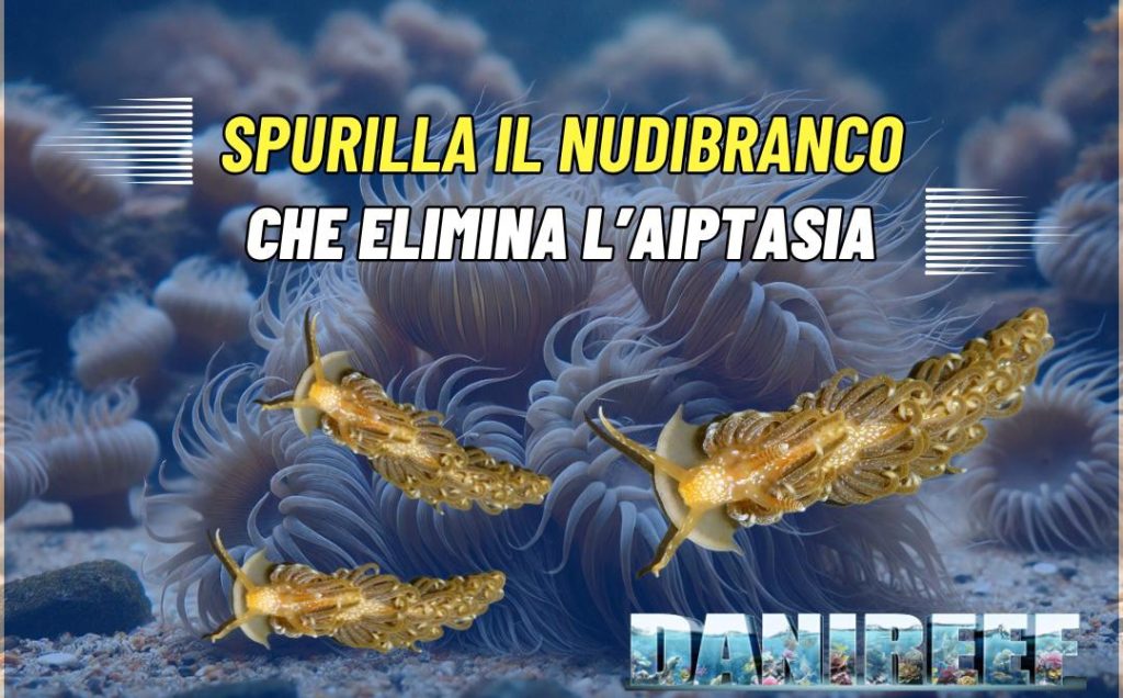 Spurilla