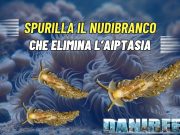 Spurilla neapolitana: scopri il nuovo nudibranco che divora Aiptasia Spurilla