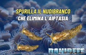 Spurilla neapolitana: scopri il nuovo nudibranco che divora Aiptasia Spurilla