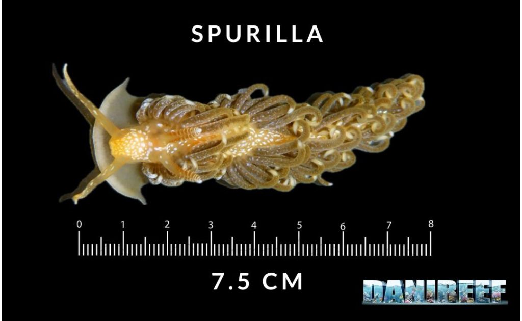 Nudibranco Spurilla 