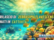 Rilascio di Zebrasoma flavescens riprodotti alle Hawaii zebrasoma flavescens hawaii
