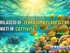 Rilascio di Zebrasoma flavescens riprodotti alle Hawaii zebrasoma flavescens hawaii