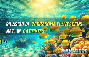 Rilascio di Zebrasoma flavescens riprodotti alle Hawaii zebrasoma flavescens hawaii