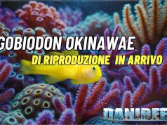 Finalmente riprodotto il Gobiodon okinawae in cattività