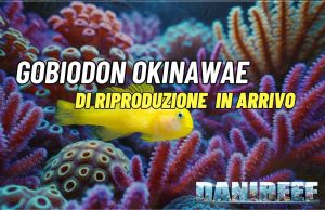 Finalmente riprodotto il Gobiodon okinawae in cattività