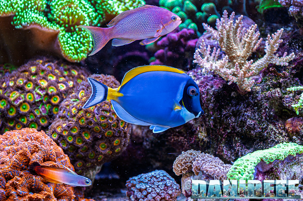 Acanthurus leucosternon
