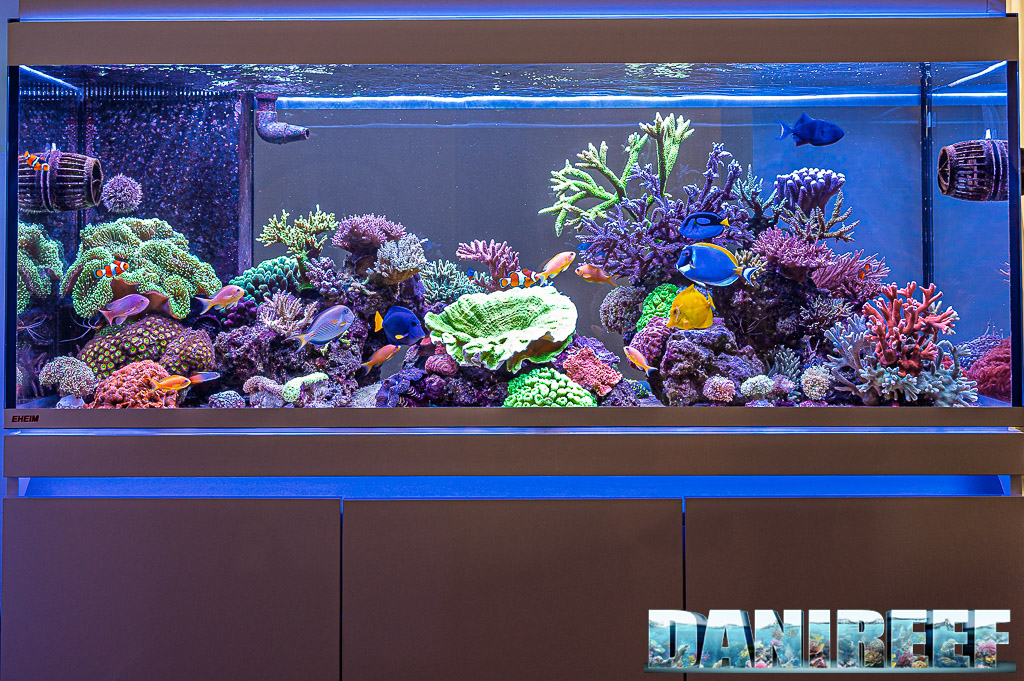 Il bellissimo acquario marino di Alessandro Listanti (se te lo sei perso clicca qui)