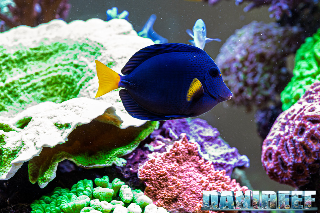 Zebrasoma xanthurum