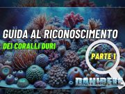 Riconosciamo i coralli: metodi e caratteristiche parte 1 (guida)