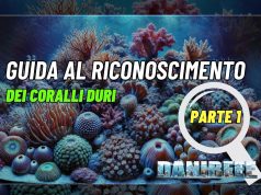 Riconosciamo i coralli: metodi e caratteristiche parte 1 (guida)
