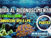 Coralli duri SPS e LPS: come distinguerli e caratteristiche principali
