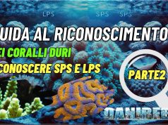 Coralli duri SPS e LPS: come distinguerli e caratteristiche principali