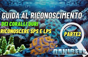 Coralli duri SPS e LPS: come distinguerli e caratteristiche principali