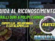 Coralli con polipi carnosi: Euphyllia, Heliofungia Catalaphyllia