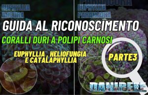 Coralli con polipi carnosi: Euphyllia, Heliofungia Catalaphyllia