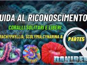 La guida di trachyphyllia, scolymia, cynarina e acanthophyllia: riconoscimento e cura