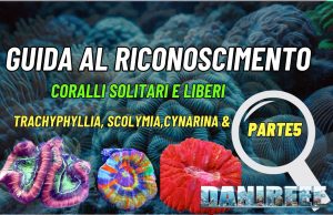 La guida di trachyphyllia, scolymia, cynarina e acanthophyllia: riconoscimento e cura