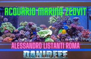 La gemma di Alessandro a Roma: acquario 500 litri Pesci Coralli e Zeovit