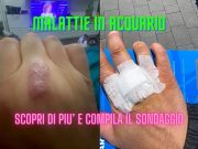 Avete mai avuto problemi di salute per l’acquario? Sondaggio