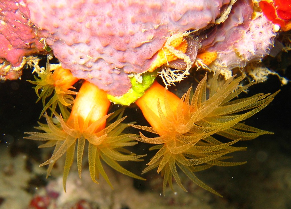 Orange Sun Coral (Tubastrea faulkneri). Steve's Bommie, Ribbon Reefs, Great Barrier Reef